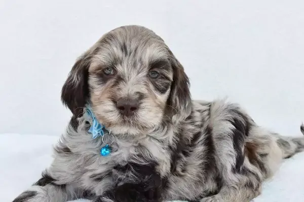 Adorable Goldendoodle Puppy In Oklahoma