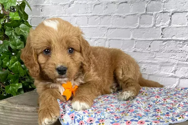 Beautiful male Goldendoodle from Oklahoma
