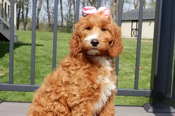 Best Oklahoma purebred goldendoodles for sale