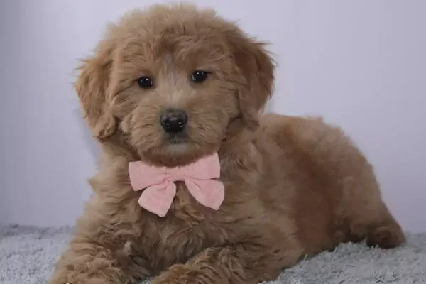 Goldendoodle Puppy litter in Oklahoma