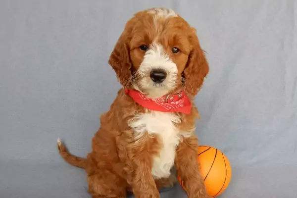 Oklahoma Goldendoodle Puppies For Sale