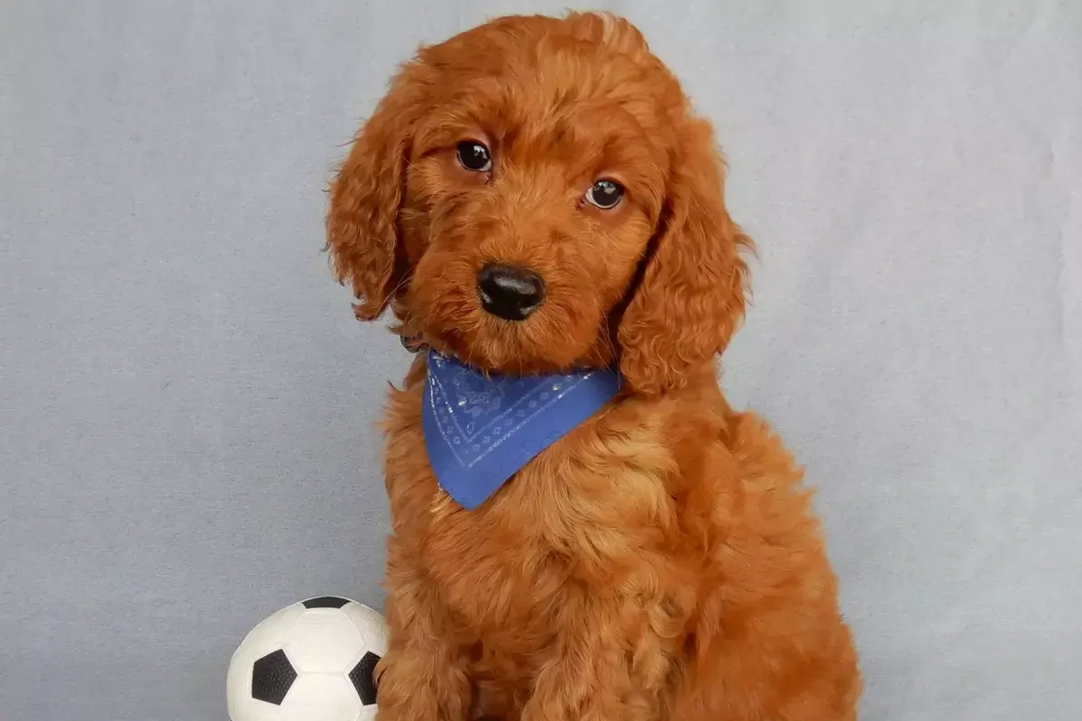Top Oklahoma Goldendoodle Breeders