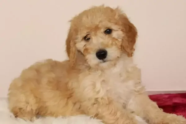 Adorable Mini Goldendoodle Puppy in Alabama