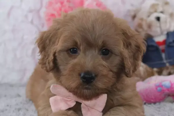 Beautiful female mini Goldendoodle from Maryland
