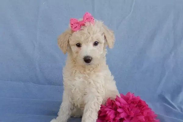Best Maryland Mini Goldendoodle Breeders