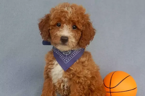 Best Maryland purebred mini goldendoodles for sale