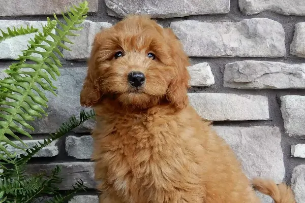 Maryland Mini Goldendoodle Puppies For Sale