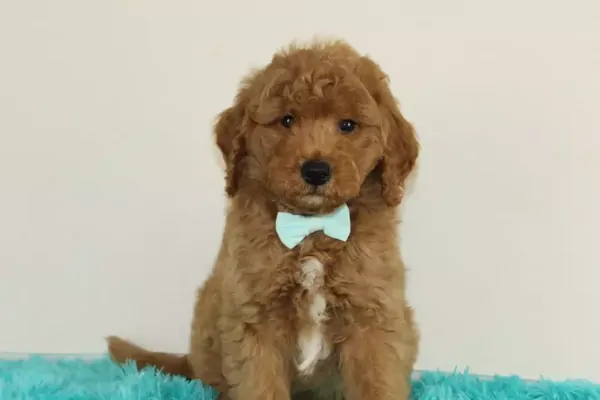 Mini Goldendoodle Puppy litter in Maryland